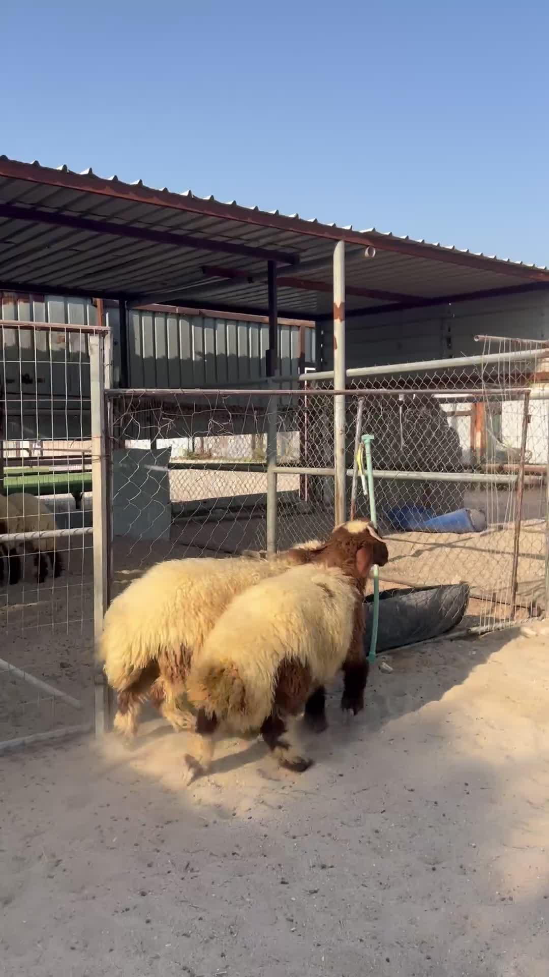 طليان بلديه فل الفل - 1
