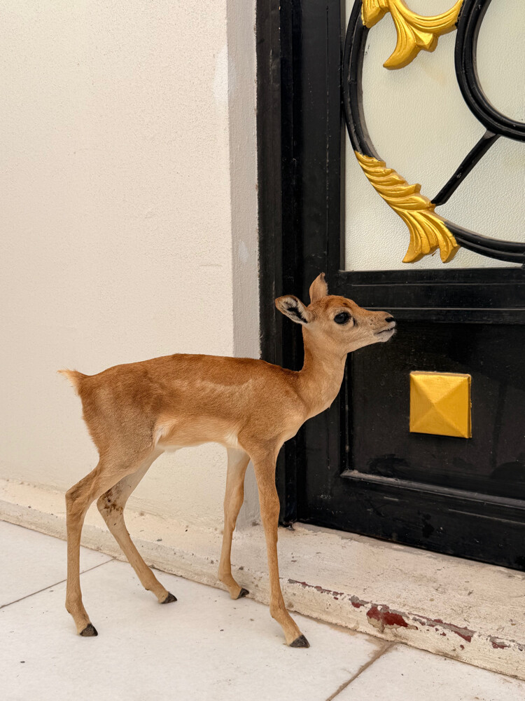 Young Male Deer for Sale - 2