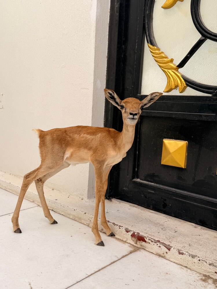 Young Male Deer for Sale - 1