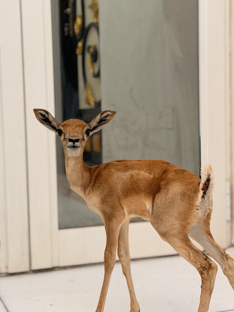 Young Male Deer for Sale - 4