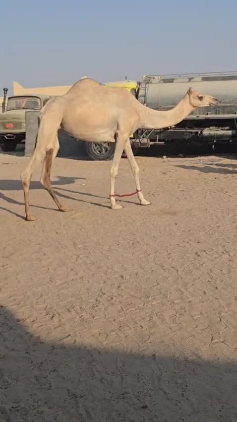 عشراء - 1