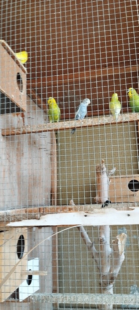 budgerigar - 1