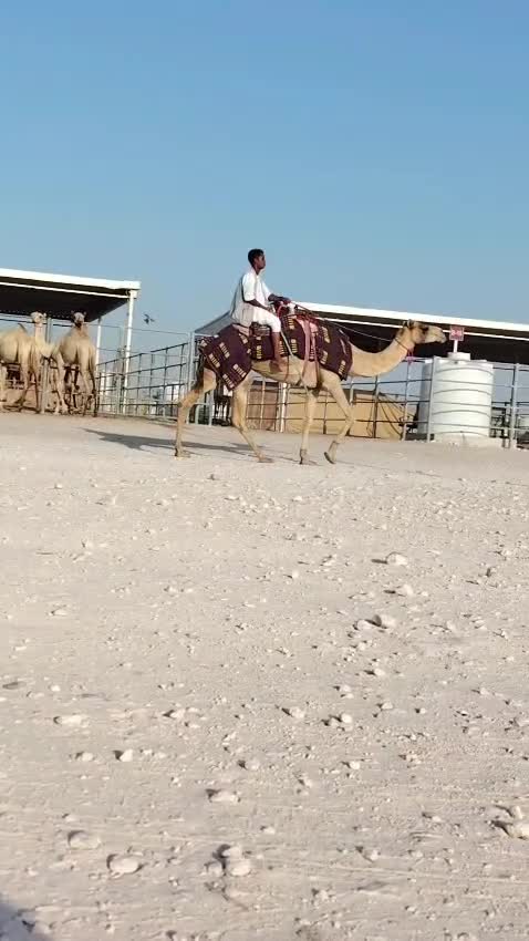 للبيع ركبيه - 1