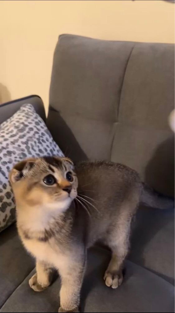 Scottish male cat 3 months - 9