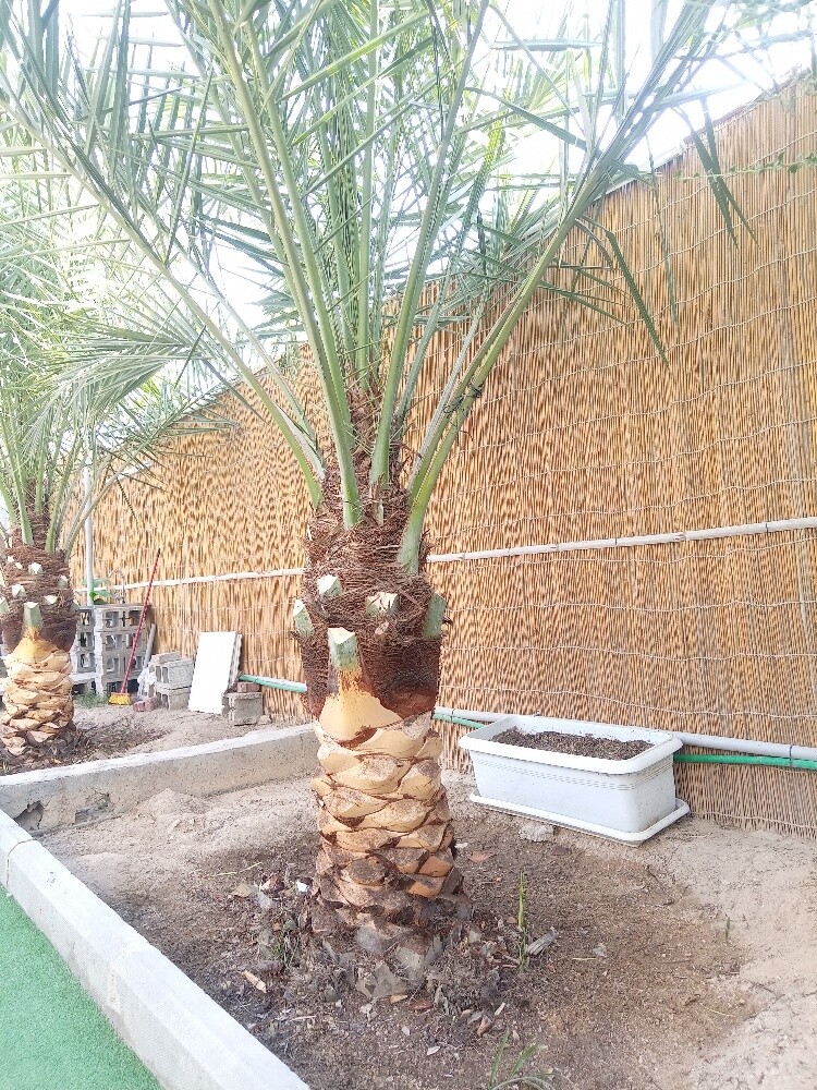 العنايه بالنخيل - 1
