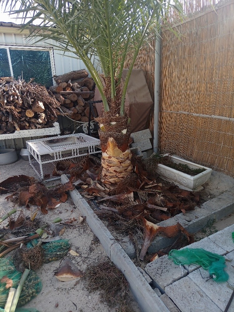 العنايه بالنخيل - 2