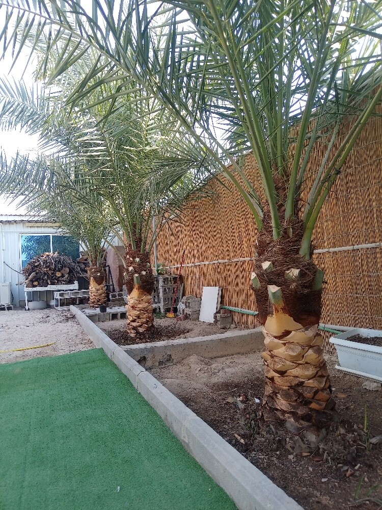 العنايه بالنخيل - 4