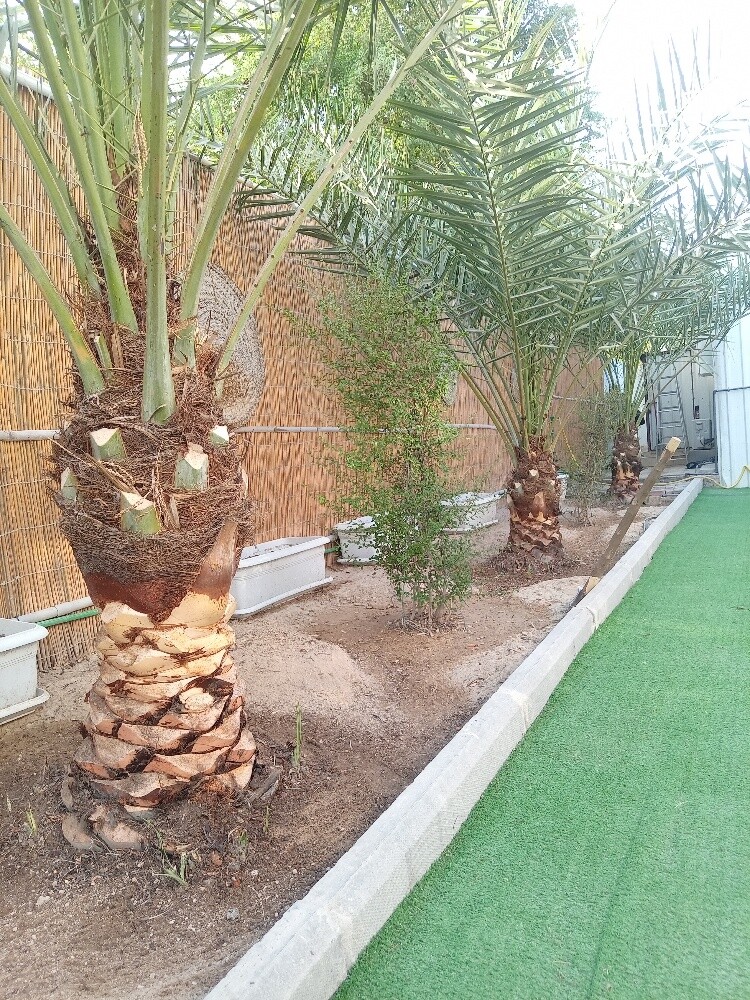 العنايه بالنخيل - 5
