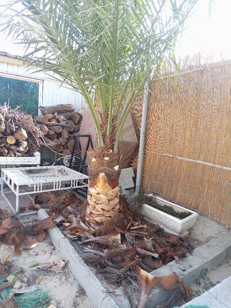 العنايه بالنخيل - 3