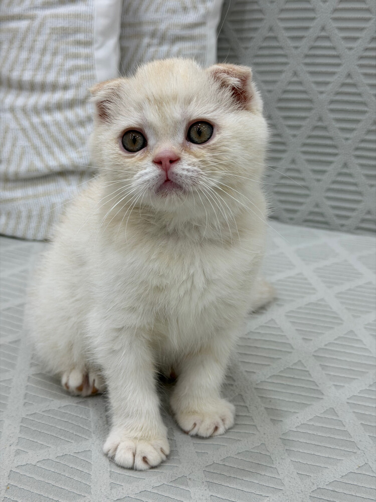 Scottish Fold kittens for sale - 4