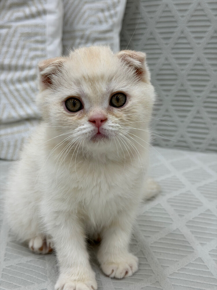 Scottish Fold kittens for sale - 2