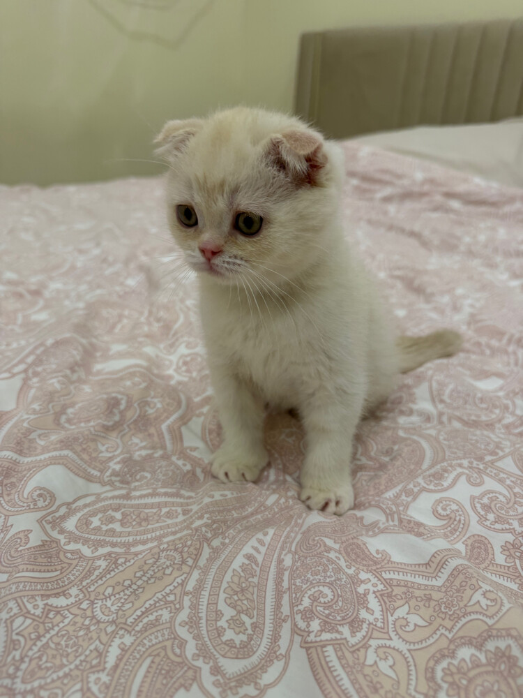 Scottish Fold kittens for sale - 9