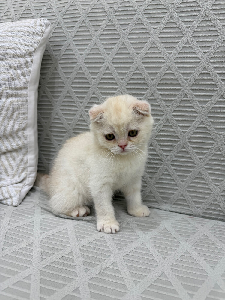 Scottish Fold kittens for sale - 7