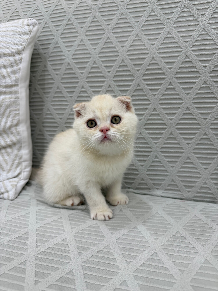 Scottish Fold kittens for sale - 15