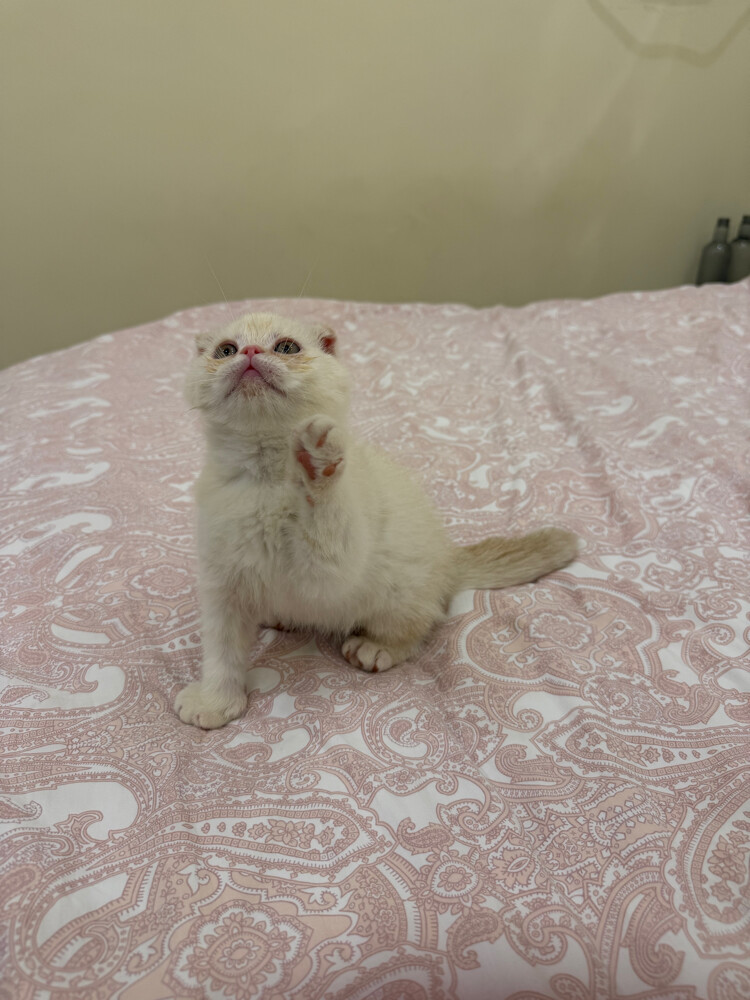 Scottish Fold kittens for sale - 11