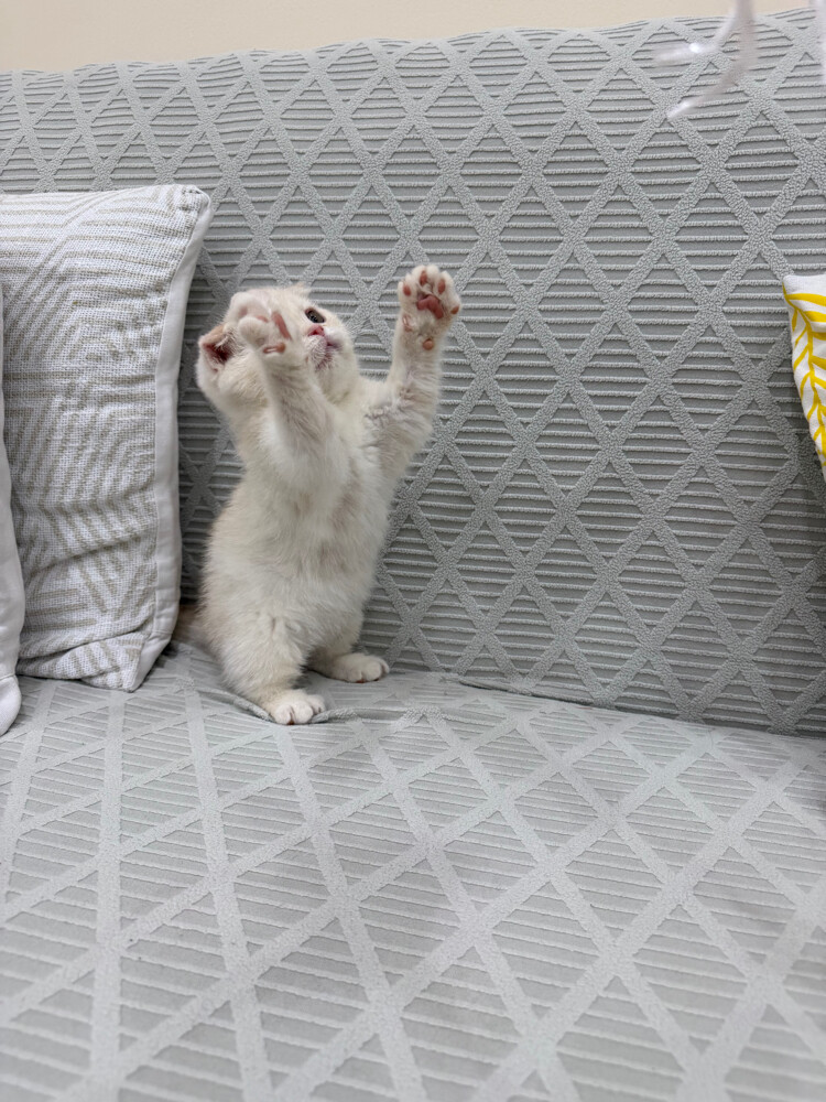 Scottish Fold kittens for sale - 13