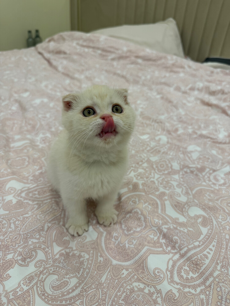 Scottish Fold kittens for sale - 5