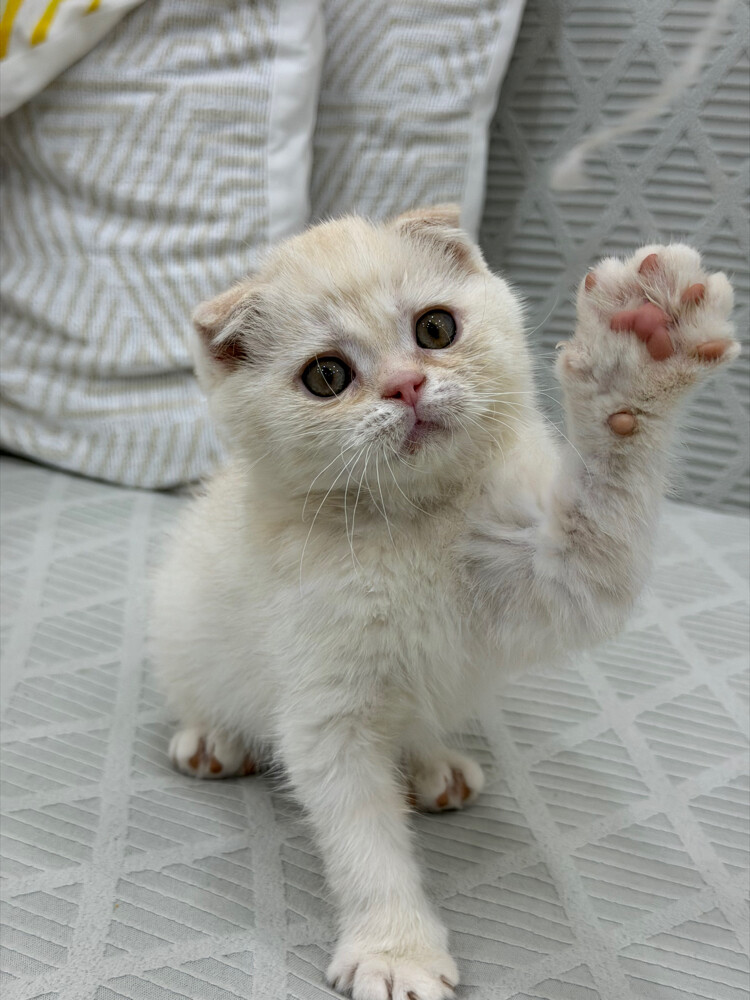 Scottish Fold kittens for sale - 6