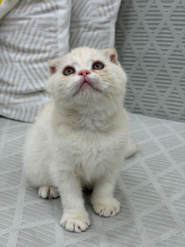 Scottish Fold kittens for sale - 10
