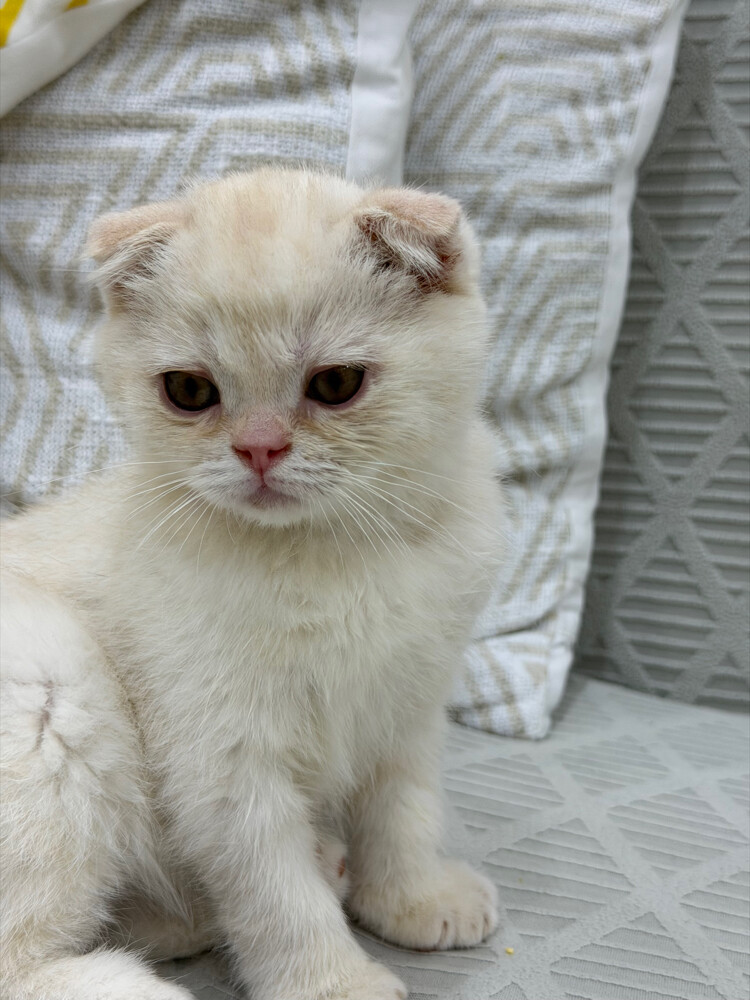Scottish Fold kittens for sale - 8