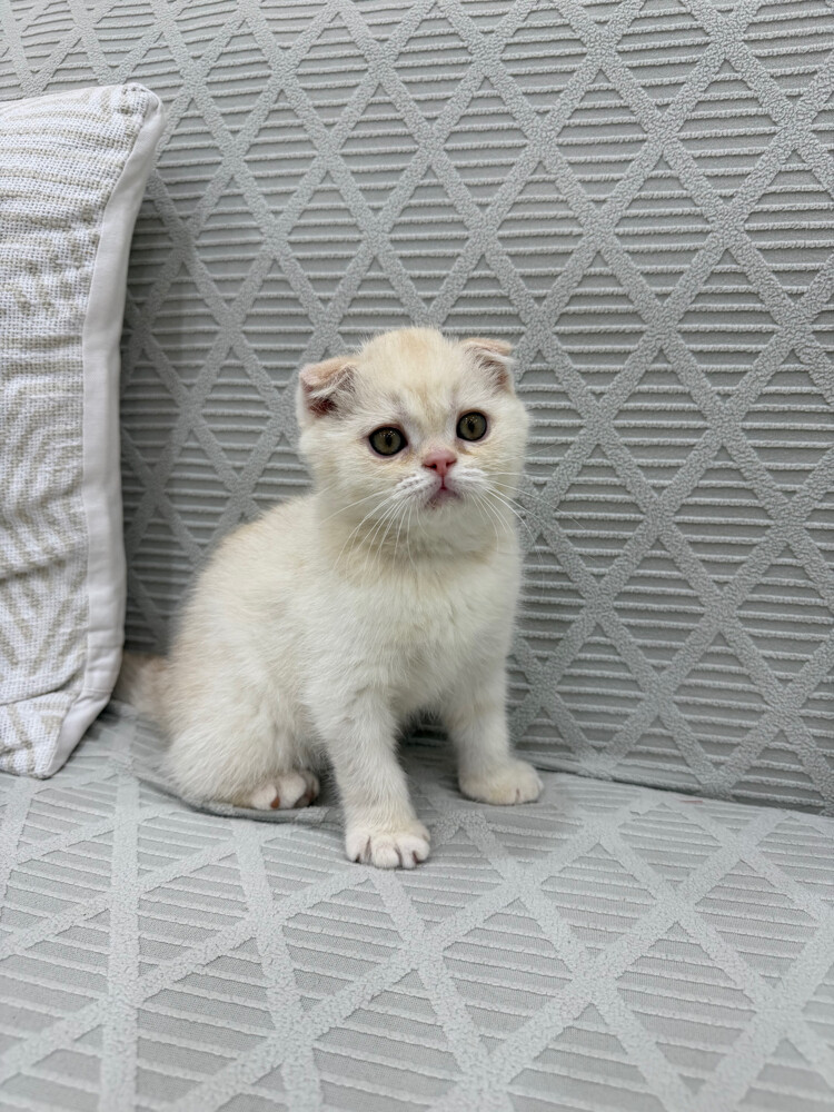 Scottish Fold kittens for sale - 3