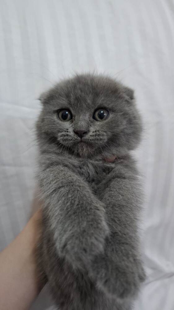 Scottish fold pure - 2