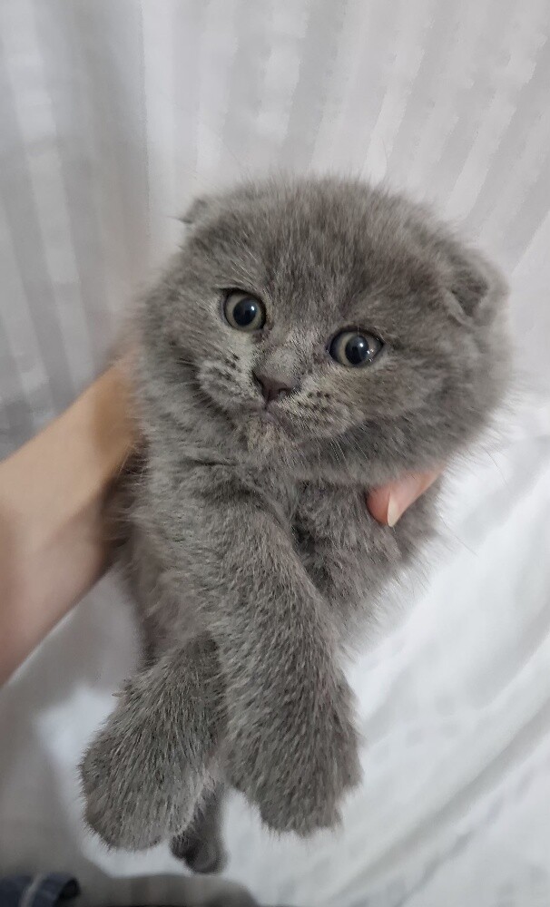 Scottish fold pure - 1