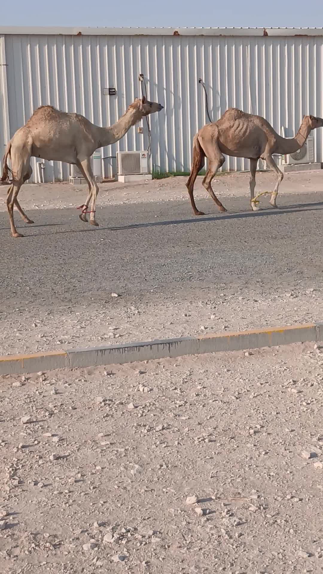 للبيع عشاير السنه مفحوصه من البرس - 1
