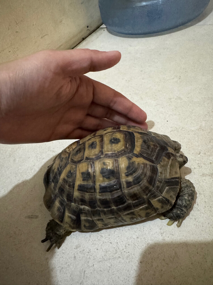 tortoise - 1