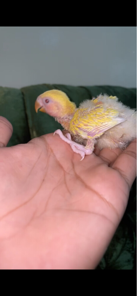 lutino rose chicks for sale  - 2