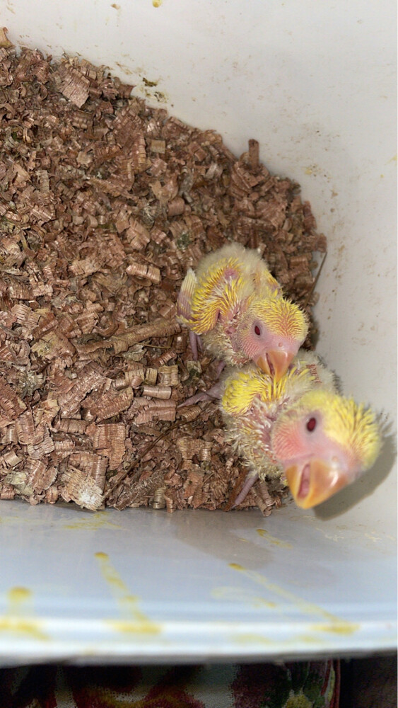 lutino rose chicks for sale  - 1