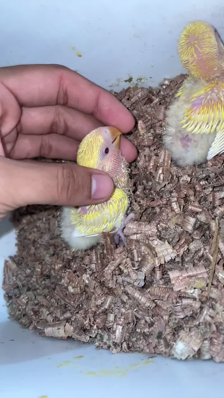 lutino rose chicks for sale  - 3