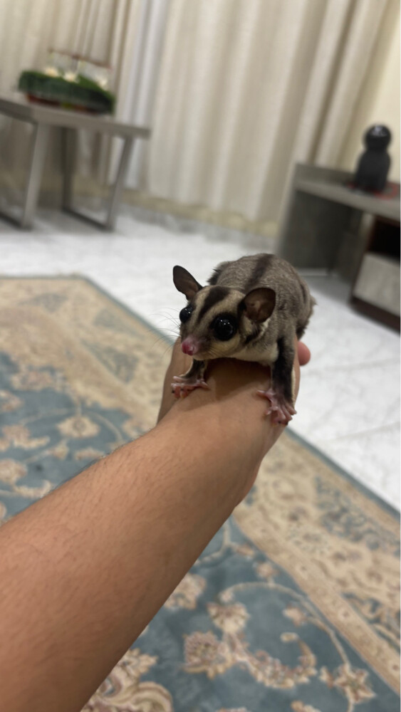 للبيع سنجاب الطائر الوصف تحت  - 2