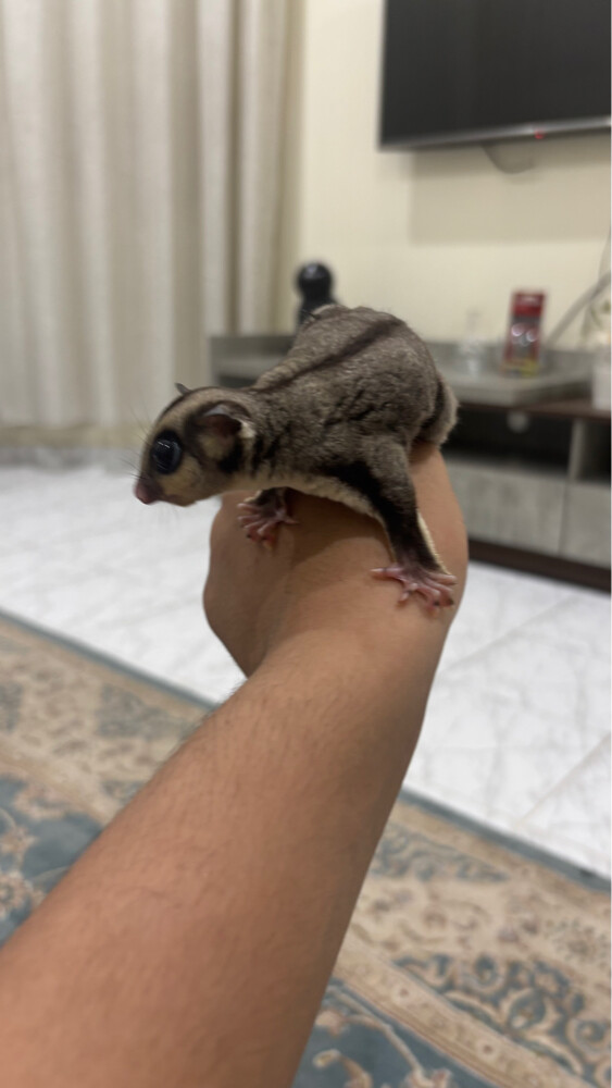 للبيع سنجاب الطائر الوصف تحت  - 1