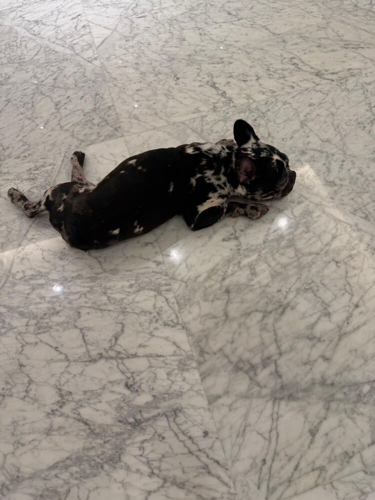 11 Month French Bull Dog - 7
