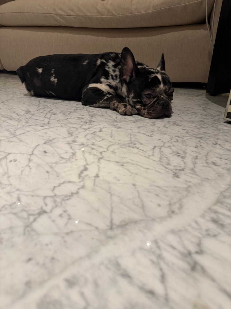 11 Month French Bull Dog - 2
