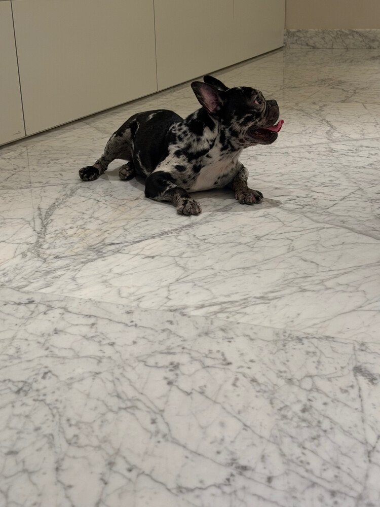 11 Month French Bull Dog - 5