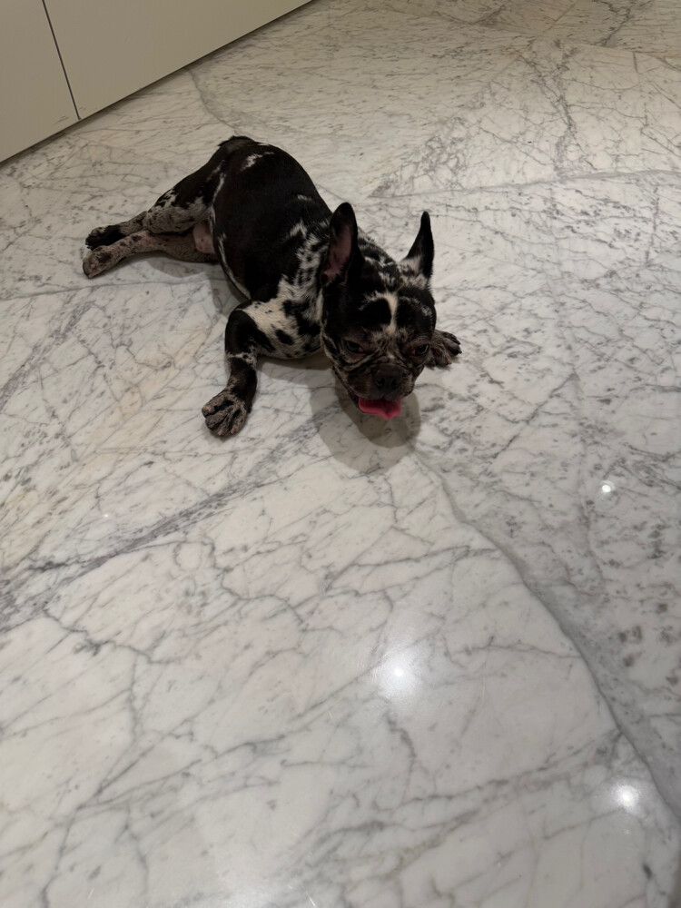11 Month French Bull Dog - 4