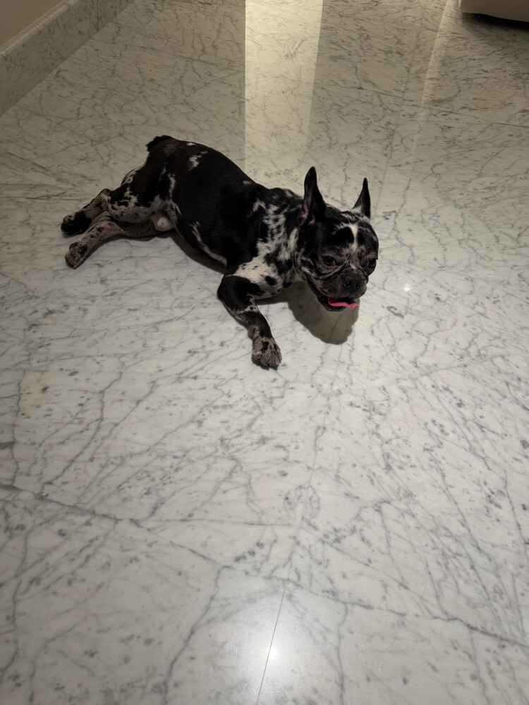 11 Month French Bull Dog - 3