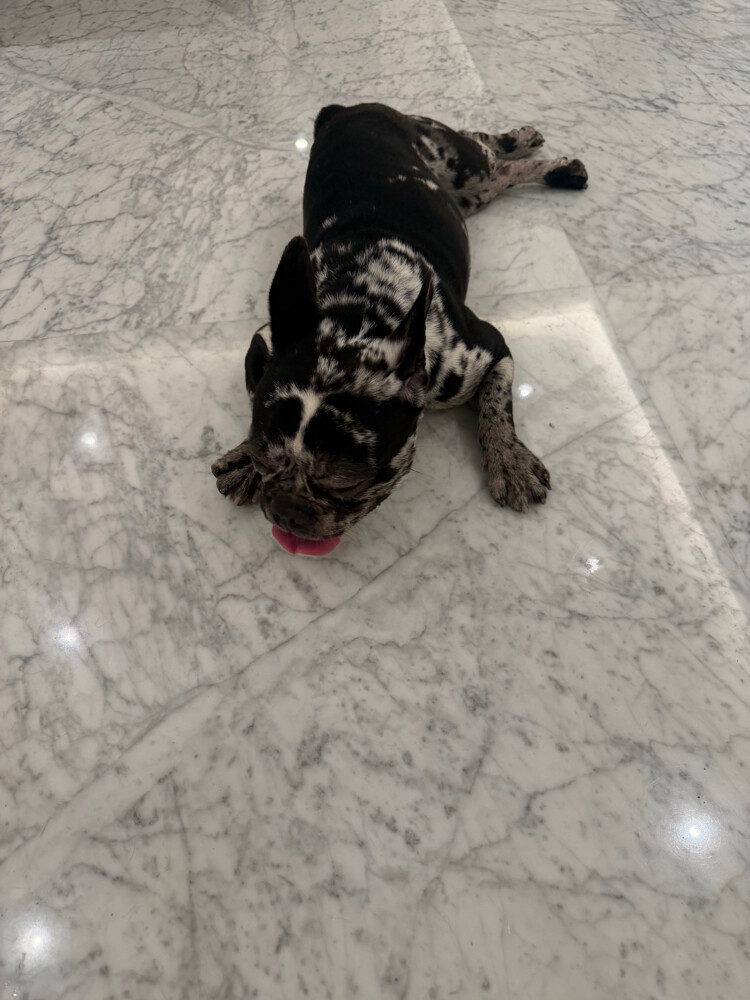 11 Month French Bull Dog - 6