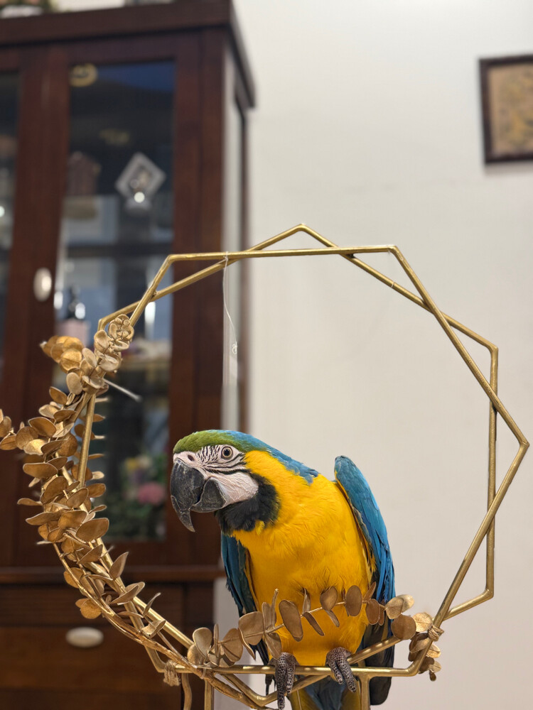 Macaw for sale - 3