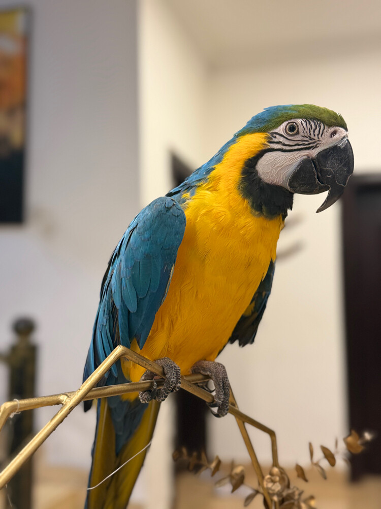 Macaw for sale - 2