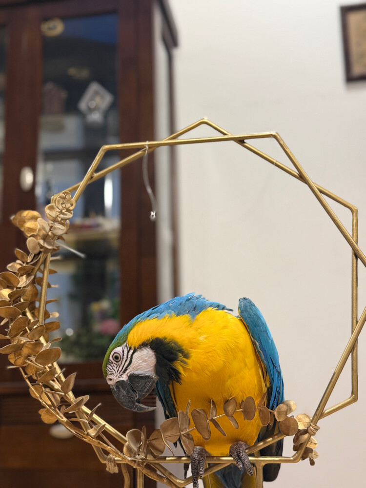 Macaw for sale - 1