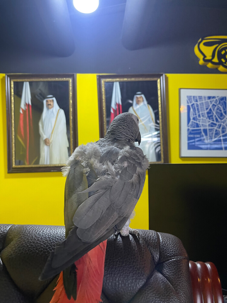 تواصل واتس اب - 2