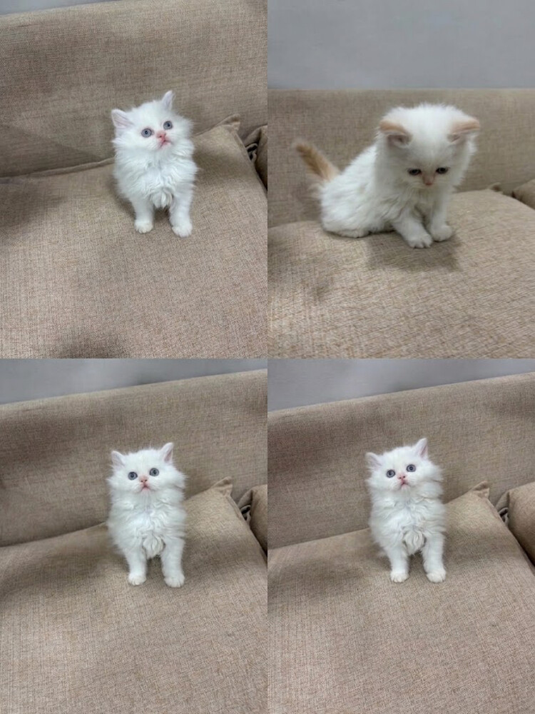 cat - 2