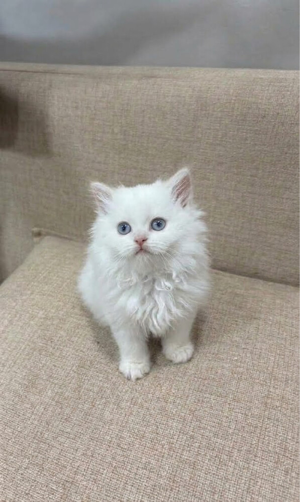 cat - 3