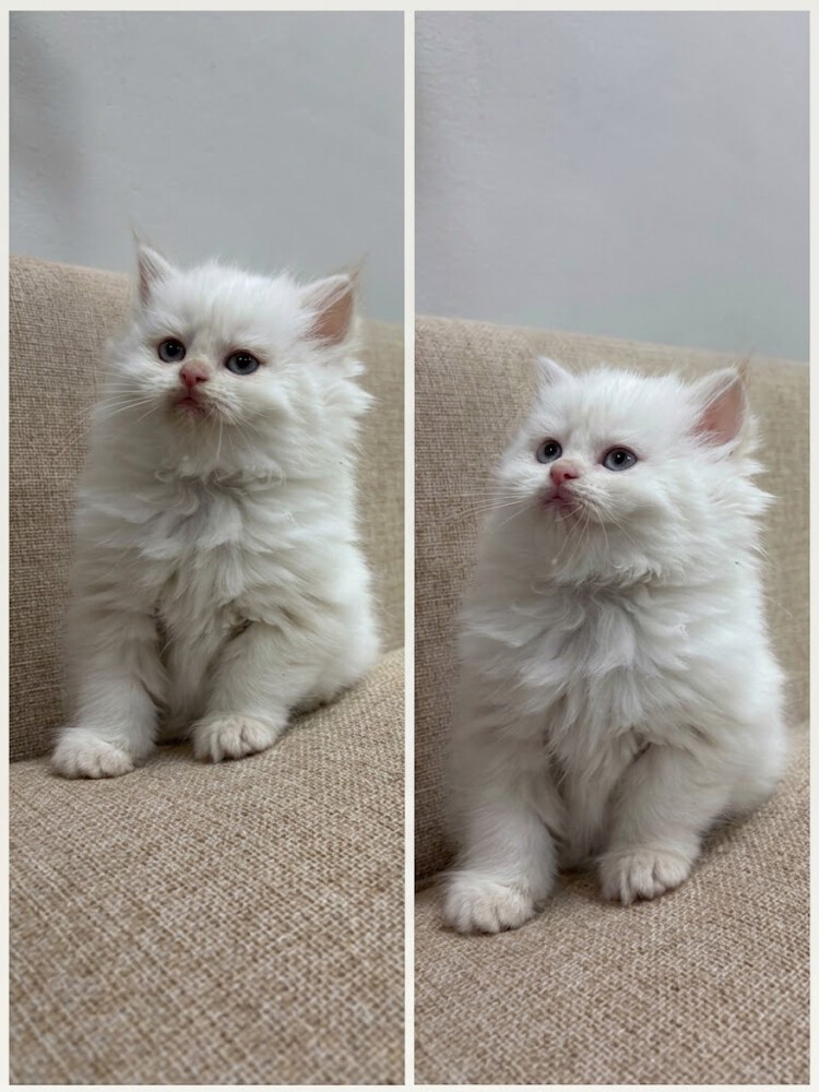 cat - 1