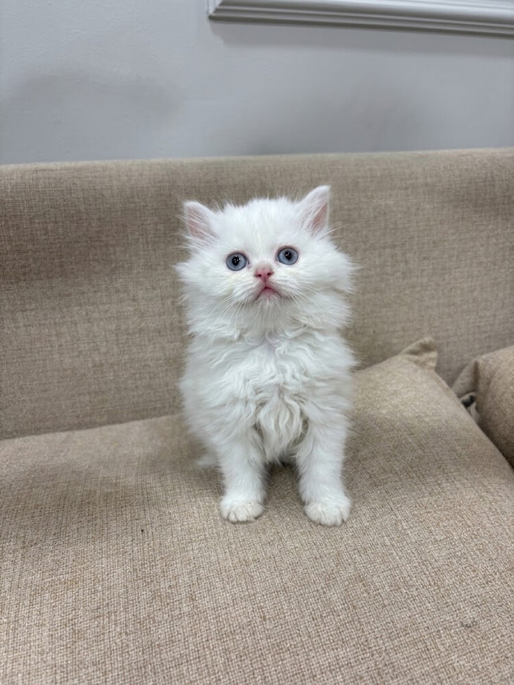 cat - 4