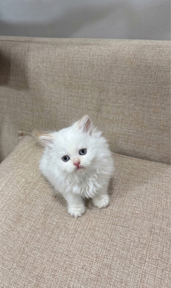 cat - 5