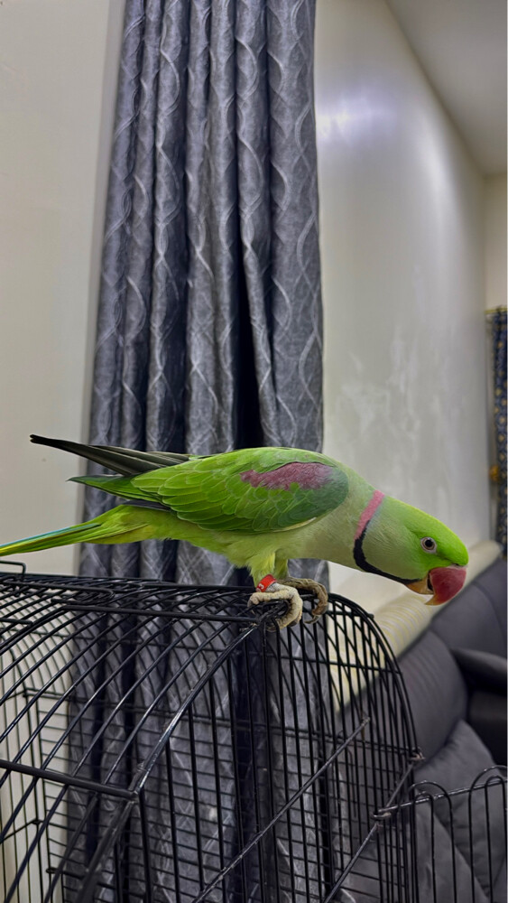 alexandrine parrot male - 3